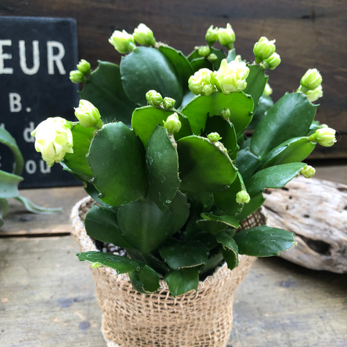 プチダイヤモンド♡3.5号♡デンマークカクタス アートフラワー パリ