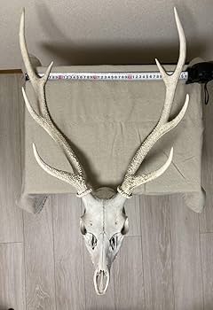 Amazon | シカの角鹿の角頭蓋骨付雄鹿ニホンジカハンティング