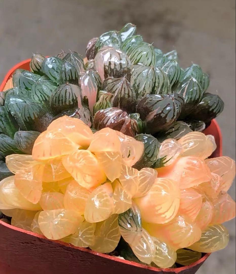 じ*む様 多肉植物　ハオルチア　藤乙オブツーサ錦　群生　鮮明錦　超美品 多肉植物 ハオルチア OB-1紫オブツーサ錦 鮮明錦 陰陽錦｜Yahoo!フリマ